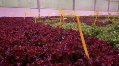 Hidroponik kırmızı buzdağı marulu, ıspanak akıllı, böcek ilacı içermeyen serada yetişir. Yaprakları kapat.