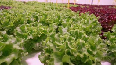 Akıllı hidroponik çiftlik topraktan ve böcek ilacından yoksun kıtır kıtır marul yetiştirir. Sera.