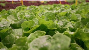 Çevre dostu koşullarda özenle yetiştirilmiş yemyeşil ıspanaklar. Tazelik, yapı, doğal gıda üretiminin güzelliği. Sağlıklı beslenme ya da yeşil canlı görüntüler.