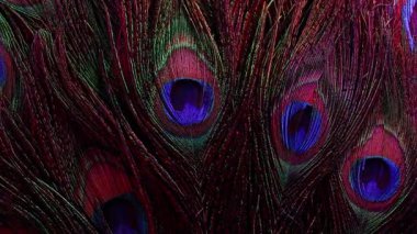 Birkaç canlı tavus kuşu tüyü zarif soyut bir zemin oluşturmak için katmanlanmış. Lüks markalaşma için uygun, doğadan esinlenilmiş görseller, davetiyeler, sağlık, moda tasarım şablonları