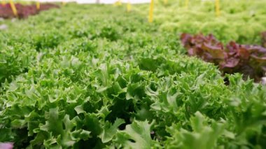 Serada yetişen taze yeşil marul sıralarıyla hidrofonik çiftlik. Tarım, tarım, organik, üretim, sürdürülebilir