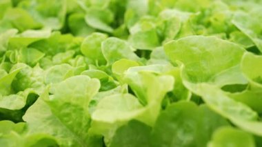 Hidroponik serada yetişen organik ıspanak yaprakları. Taze, sürdürülebilir çiftlik