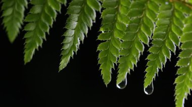 Karanlık Orman 'da Yaz Yağmuru. Eğrelti ağacı yapraklarından düşen su damlaları. Macro Wilderness, Doğal Ekosistem Ortamı. Taze arka plan eker. Eğreltiotlarının dokusu. Yüksek kalite 4k görüntü