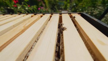 Arılar yıpranmış arı kovanının ahşap yüzeyinde sürünüyorlar. Böcekler kovanın dışını keşfederler. Arı yaşamının otantik ritmi, tozlaşma, arıcılık, sürdürülebilir tarım.