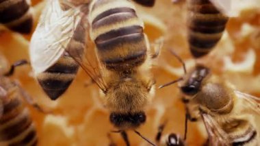 Bal peteğine üşüşen arılar, aşırı makro görüntüler. Tahta arı kovanında çalışan böcekler, çiçek poleninden nektar toplarlar, tatlı bal yaratırlar. Uyum sağlama kavramı, kolektif çalışma.