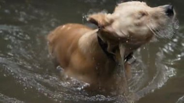 Mutlu Golden Retriever yazın temiz nehir suyunda yüzer. Köpek doğa aktivitelerini sever, su sıçratmayı ve serinlemeyi. Evcil hayvan yaşam tarzı, mevsimlik eğlence, vahşi hayatta hayvan sağlığı..