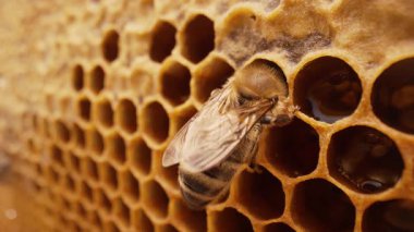 Arı ailesi arı kovanında bal peteği üzerinde çalışıyor. Kovandaki Carniolan bal arısının hayatı. Arıcılık kavramı, ticari tozlaştırıcılar, gıda üreticileri. Yüksek kalite 4k