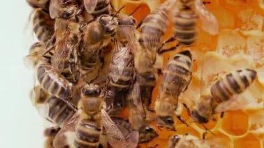 Bal peteğine üşüşen arılar, aşırı makro görüntüler. Tahta arı kovanında çalışan böcekler, çiçek poleninden nektar toplarlar, tatlı bal yaratırlar. Uyum sağlama kavramı, kolektif çalışma.