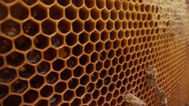 Bal peteğine üşüşen arılar, aşırı makro görüntüler. Tahta arı kovanında çalışan böcekler, çiçek poleninden nektar toplarlar, tatlı bal yaratırlar. Uyum sağlama kavramı, kolektif çalışma.