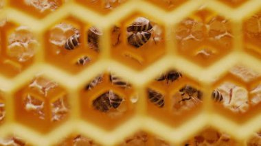 Arılar bal peteği içinde akın ediyor, makro kaydırak görüntüleri, kamera kareler arasında derin derin hareket ediyor. Arı kovanında çalışan böcekler, çiçek poleninden nektar toplarlar..