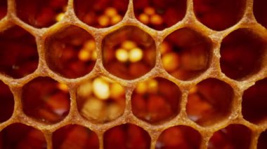 Bal peteği, arı kovanının içindeki makro görüntüler. Organik arı. Ballı ve polenli sarı balmumu hücreler. Taraklı bal. Yüksek kalite 4k görüntü