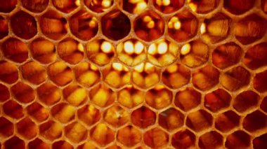 Bal peteği, arı kovanının içindeki makro görüntüler. Organik arı. Ballı ve polenli sarı balmumu hücreler. Taraklı bal. Yüksek kalite 4k görüntü