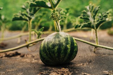 Evde yetişen olgun karpuz koruyucu agrotextile yatar. Yeşil yapraklı ve zengin yaz ışıklarıyla zirai düzen. Çiftçilik, organik büyüme, mevsimsel hasat temaları.