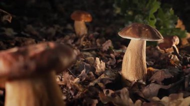 Sonbahar hasadı ve doğal gıdanın sembolü olan yapraklar ve yosunlar arasında orman toprağından çıkan bir grup yenilebilir porcini mantar. Yüksek kalite 4k görüntü