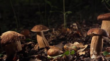 Sonbahar hasadı ve doğal gıdanın sembolü olan yapraklar ve yosunlar arasında orman toprağından çıkan bir grup yenilebilir porcini mantar. Yüksek kalite 4k görüntü