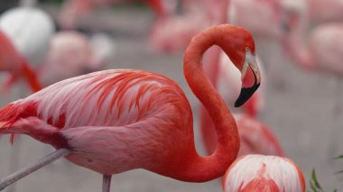 Parlak pembe flamingo, bir grup kuşun arasında dikilirken yakın plan çekilmiş. Zarafet, canlı renk, doğal güzellik, mükemmel vahşi yaşam, seyahat, egzotik doğa teması.