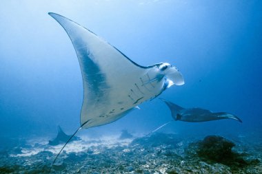 Bali Nusa Penida - dev manta vatozlarıyla dalıyor