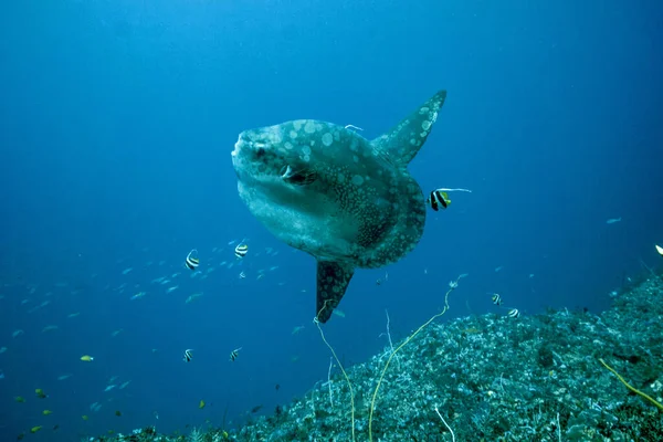 巴厘水晶湾 带着软体动物的潜水 图库照片
