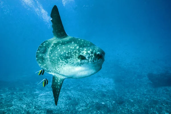 バリクリスタルベイ モローラ魚とダイビング ストック画像