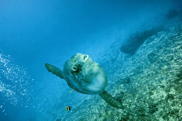 巴厘水晶湾 带着软体动物的潜水 免版税图库照片