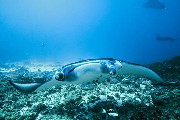 巴厘努沙 佩尼达 用巨大的曼塔射线潜水 免版税图库照片