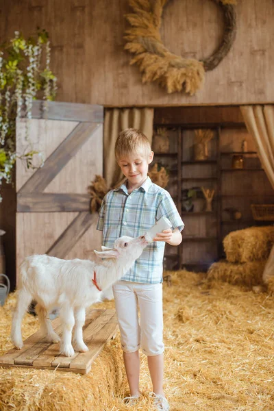 穿着蓝色衬衫和短裤的小孩站在谷仓的木门前 给了一只白山羊一瓶牛奶喝 那只小山羊站在一堆干草上 — 图库照片