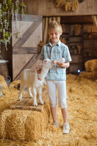 一个身穿蓝色衬衫和短裤的小男孩站在谷仓木门前 用一瓶牛奶喂养一只白山羊宝宝 山羊站在一捆干草上 — 图库照片