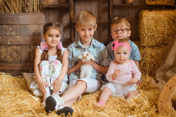 兄弟姐妹们坐在被木箱和木桶包围的乡村谷仓里的干草上 男孩子穿衬衫 女孩子穿衣服 一只手里拿着一只白兔 — 图库照片