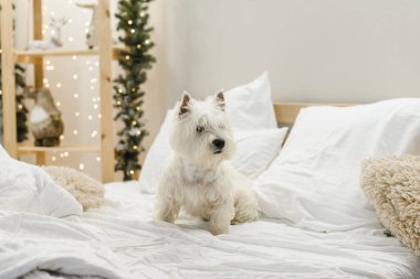 Beyaz batı teriyeri yatağın içinde yastıklar var.