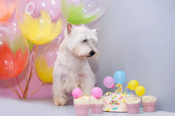 White West Terrier Celebrating His Birthday Years Old Cake Next — Stock Photo, Image