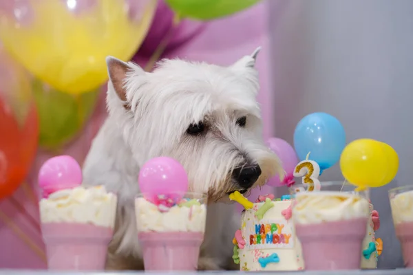 White West Terrier Celebrating His Birthday Years Old Cake Next — Stock Photo, Image