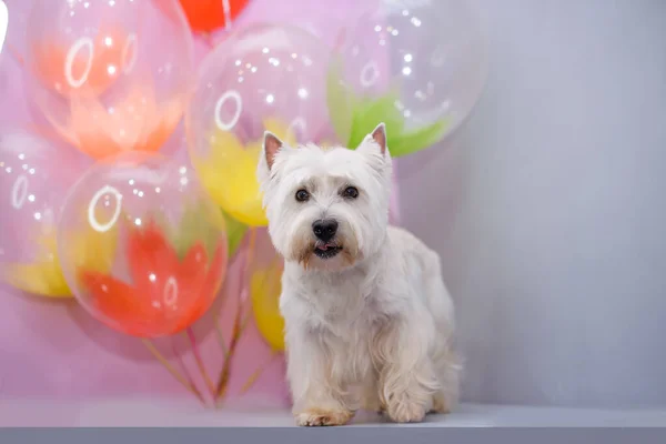 White West Terrier Años Delante Globos Colores —  Fotos de Stock