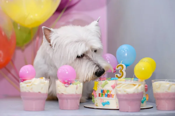 White West Terrier Comemorando Seu Aniversário Anos Bolo Lado Dele — Fotografia de Stock