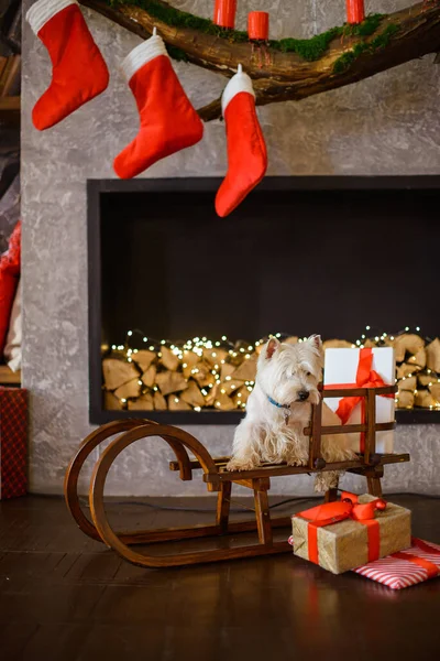 White West Terrier New Year Interior Fireplace — Stock Photo, Image