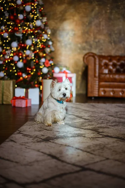 West Terrier Blanco Interior Año Nuevo Con Árbol Navidad Sofá — Foto de Stock
