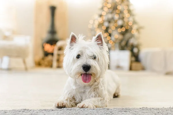 White West Terrier New Year Interior Lies Light Wooden Floor — Stock Photo, Image