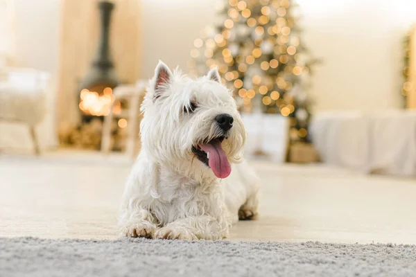 Biały West Terrier Wnętrzu Nowego Roku Leży Jasnej Drewnianej Podłodze — Zdjęcie stockowe