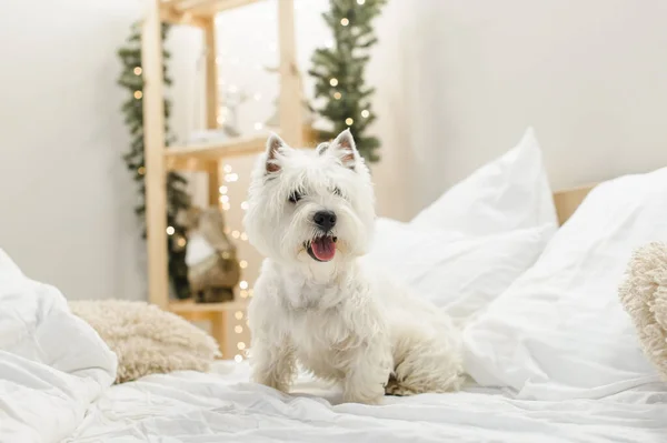 White West Terrier Bed Pillows Interior — Stock Photo, Image