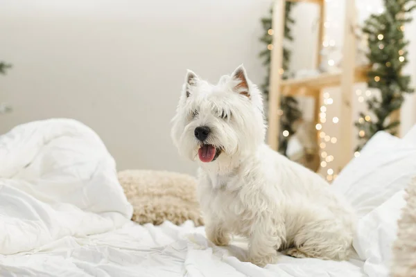 Blanco Oeste Terrier Cama Con Almohadas Interior —  Fotos de Stock