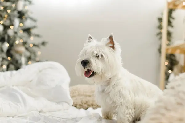 Blanco Oeste Terrier Cama Con Almohadas Interior —  Fotos de Stock
