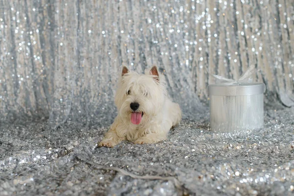 Blanco Oeste Terrier Suelo Contra Fondo Una Tela Plateada Brillante —  Fotos de Stock