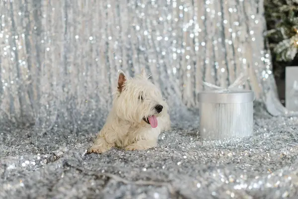 Blanco Oeste Terrier Suelo Contra Fondo Una Tela Plateada Brillante — Foto de Stock