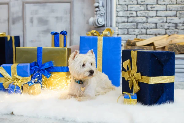 White West Terrier Floor Christmas Gift Boxes — Stock Photo, Image