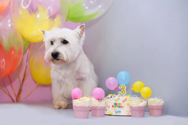 White West Terrier Świętuje Swoje Urodziny Lata Ciasto Obok Niego Obrazy Stockowe bez tantiem