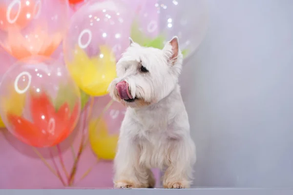 White West Terrier Jaar Oud Voor Kleurrijke Ballonnen Stockafbeelding