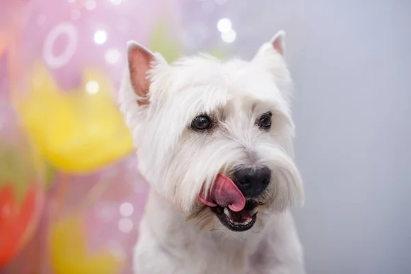 Fehér West Terrier Éves Színes Lufik Előtt Jogdíjmentes Stock Fotók