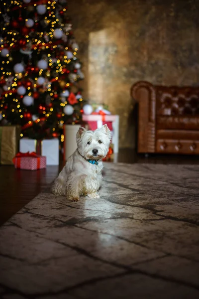 White West Terrier New Year Interior Christmas Tree Sofa Stock Photo