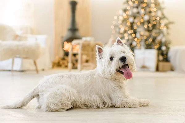 Λευκό West Terrier Στο Εσωτερικό Της Πρωτοχρονιάς Βρίσκεται Ανοιχτό Ξύλινο Εικόνα Αρχείου