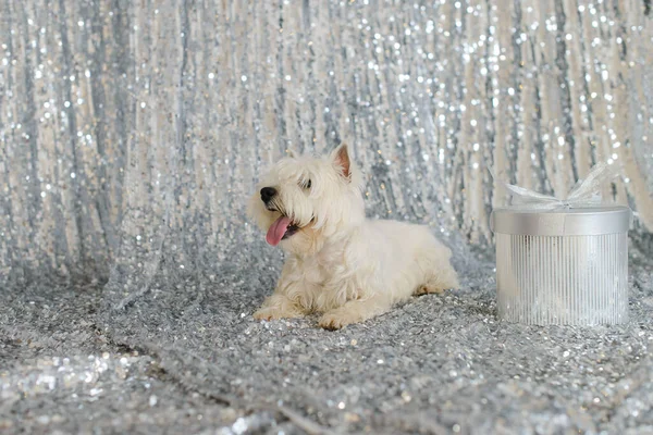 White West Terrier Floor Background Silvery Shiny Fabric Sequins Stock Image