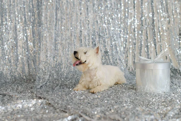 Biały Zachodni Terrier Podłodze Tle Srebrno Błyszczącej Tkaniny Cekinami Zdjęcie Stockowe